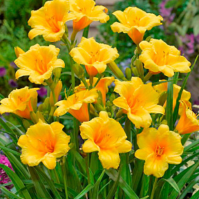 Лилейник Атен