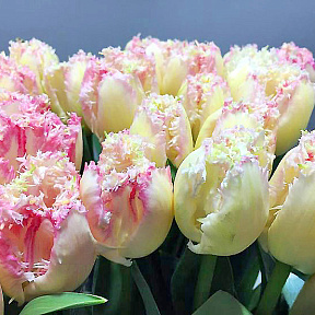 Тюльпан бахромчатый Неглиже