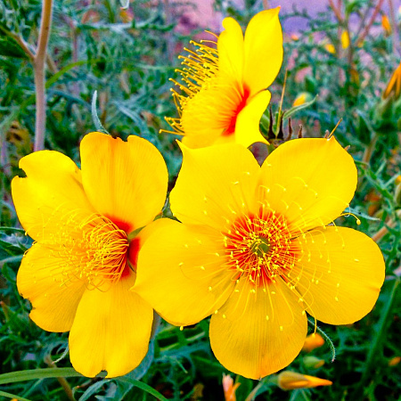 Фото Ментцелия Линдлея