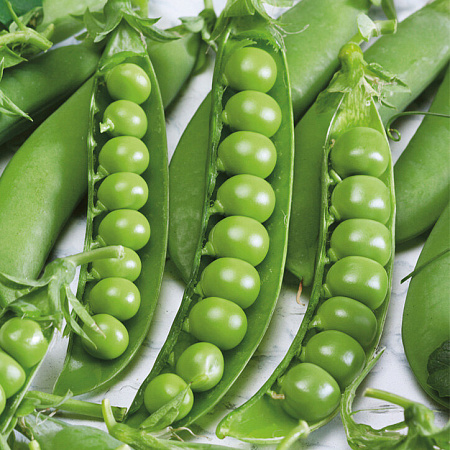 Фото Горох Бутана