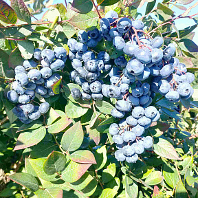 Голубика Норт блю