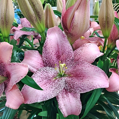 Лилия ЛА-гибрид Свит Шугар