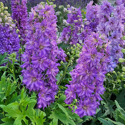 Дельфиниум Дельджиниус Бризин