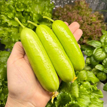 Фото Огурец Квинтон F1