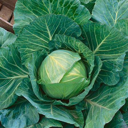 Фото Капуста белокочанная Нозоми F1 16шт