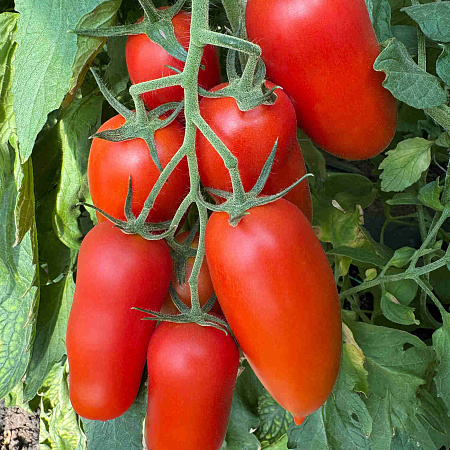 Фото Помидор Тезоро F1