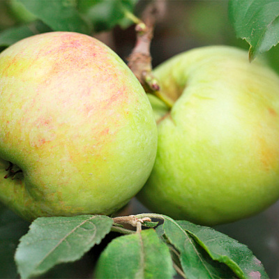 Яблоня Театральное