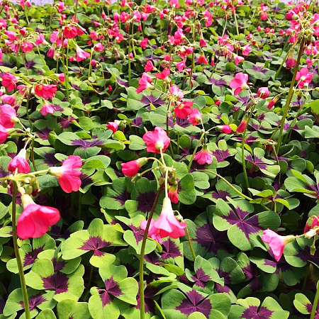 Фото Кислица Железный крест