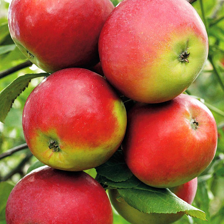 Фото Яблоня Анис Свердловский