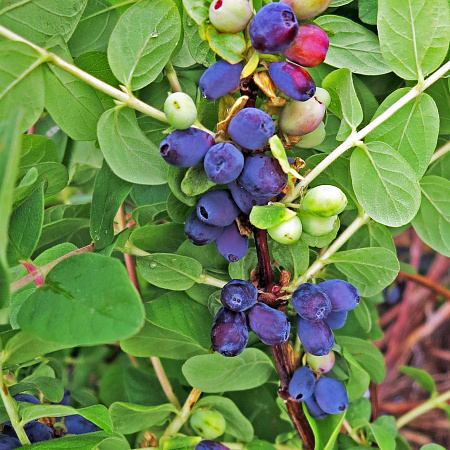 Фото Жимолость Голубой вельвет
