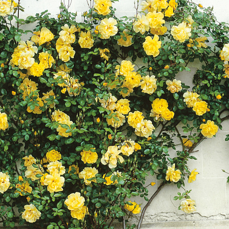 Фото Роза плетистая-клаймбер Голден парфюм