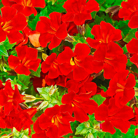 Фото Мимулюс Мэджик Красный