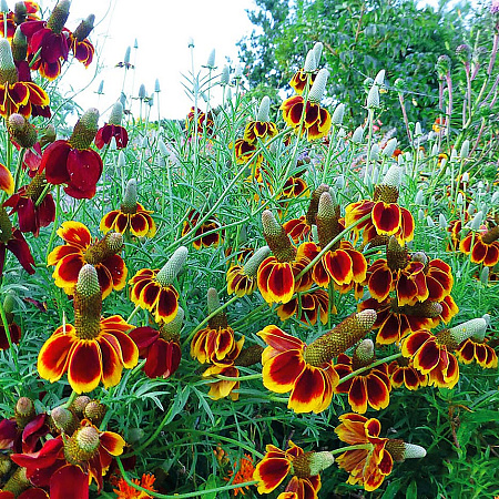 Фото Ратибида Мексиканская шляпа