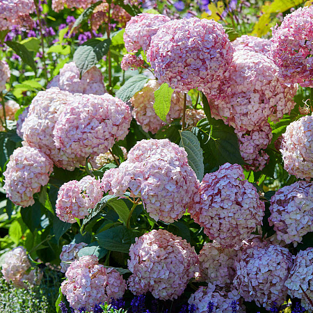 Фото Гортензия древовидная Кендибелл баблгам