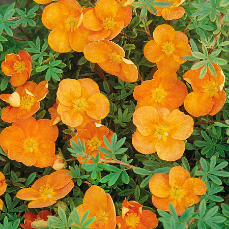 Фото Курильский чай Закат