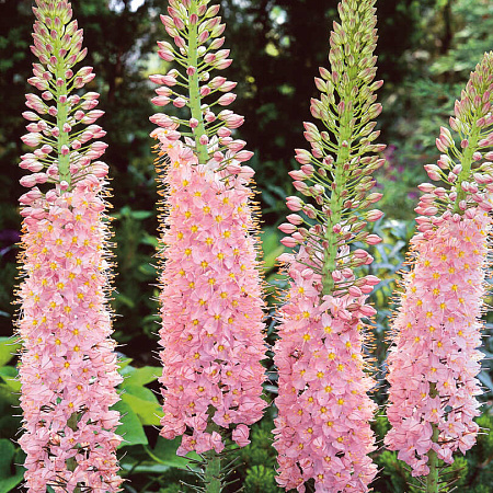 Фото Эремурус Романс