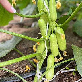 Огурец Квинтон F1