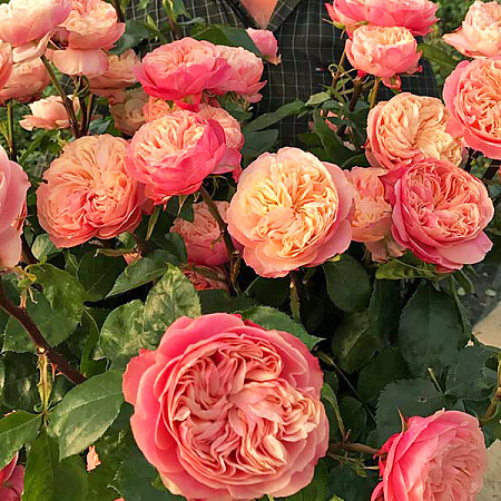 Фото Роза пионовидная Викториан Классик