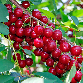 Вишня Сания