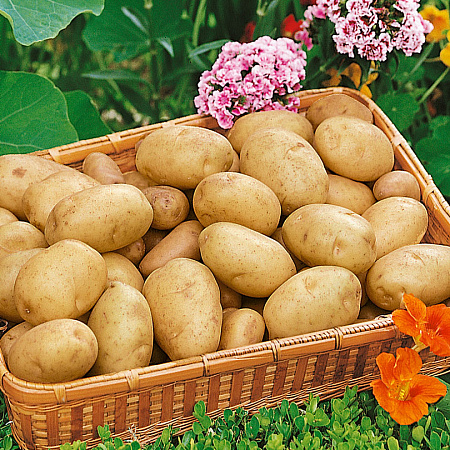 Фото Картофель Зорачка