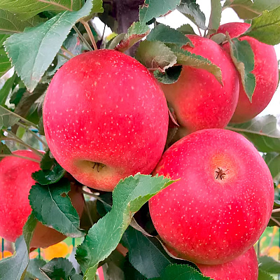 Яблоня Антоша