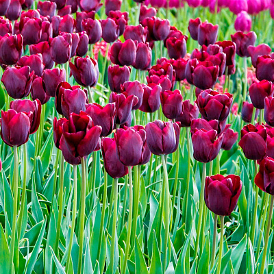 Тюльпан триумф Роналдо