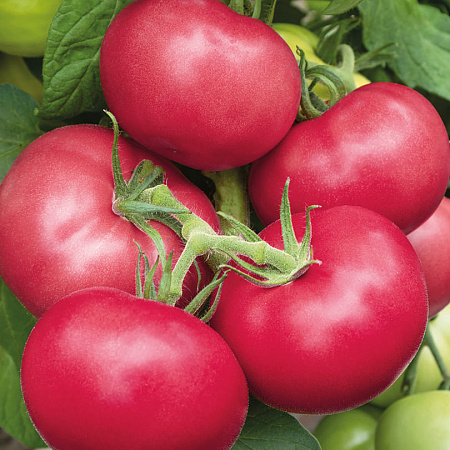 Фото Помидор Пинк Гарант F1 3шт