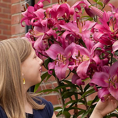 Фото Лилия ОТ-гибрид Робина