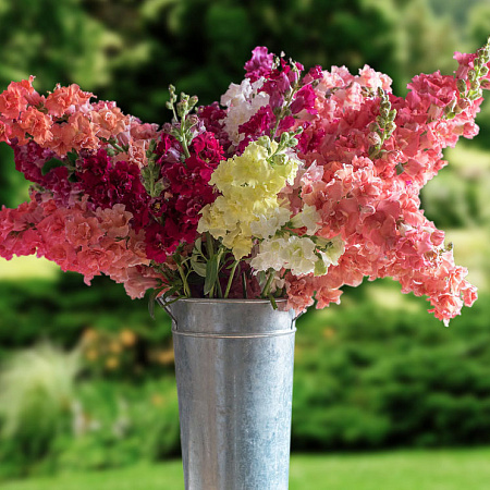 Фото Львиный зев Мадам Баттерфляй набор