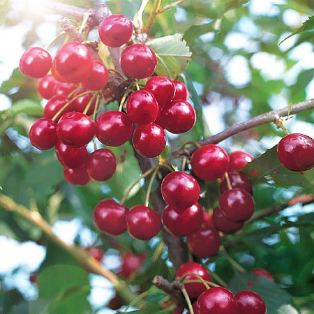 Фото Вишня кустарниковая Максимовская