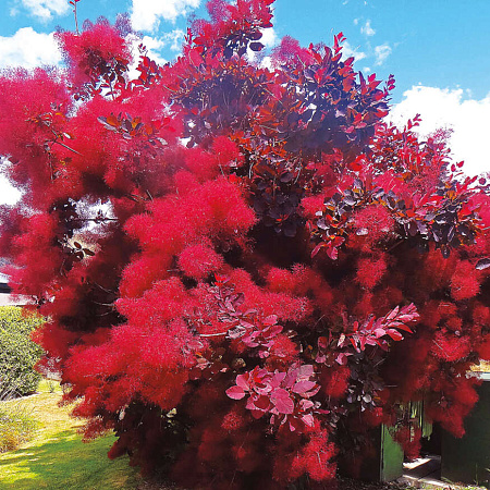 Фото Скумпия Роял Перпл