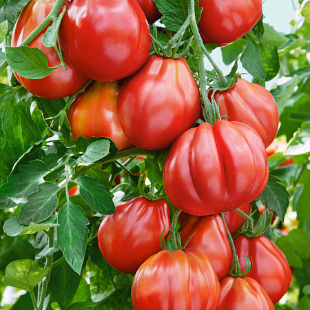 Фото Помидор Амаури F1