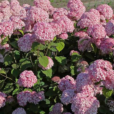 Фото Гортензия древовидная Мэджикал Пинкербэлл
