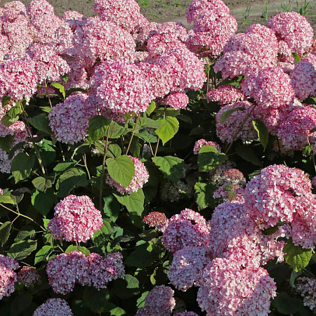 Фото Гортензия древовидная Мэджикал Пинкербэлл