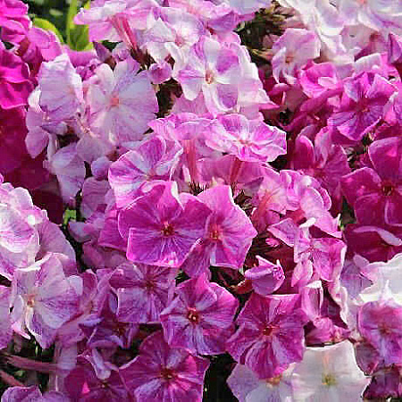 Фото Флокс метельчатый Фрекл Перпл Шейдс