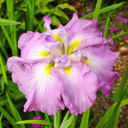 Фото Ирис японский Диннер плейт Таб Тим