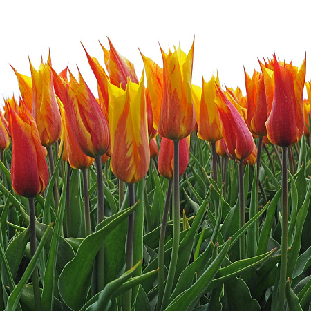 Фото Тюльпан лилиецветный Вендеглоб