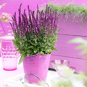 Шалфей Сенсейшн Компакт Брайт Роуз