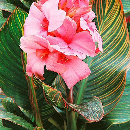 Фото Канна Ювелир