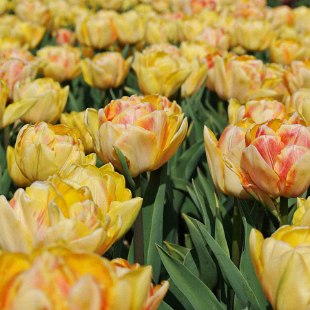 Фото Тюльпан Фокси фокстрот