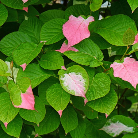 Фото Актинидия Витакола