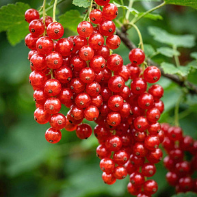 Смородина Ненаглядная