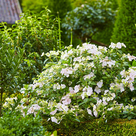 Фото Гортензия гибридная Сбежавшая невеста