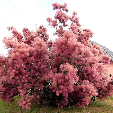 Фото Скумпия Роял Перпл