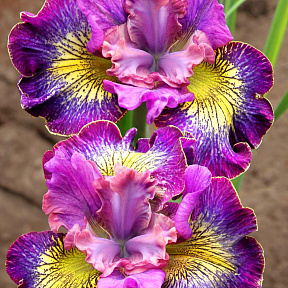 Ирис сибирский Хау Аудэйшес