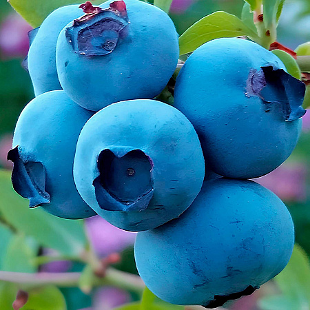 Фото Голубика Фейетвилл