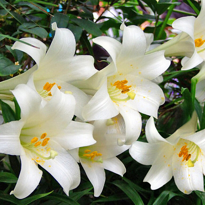 Лилия лонгифлорум Сноу Квин