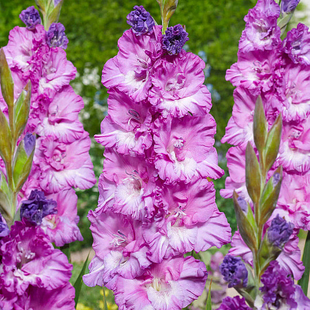 Фото Гладиолус Белая