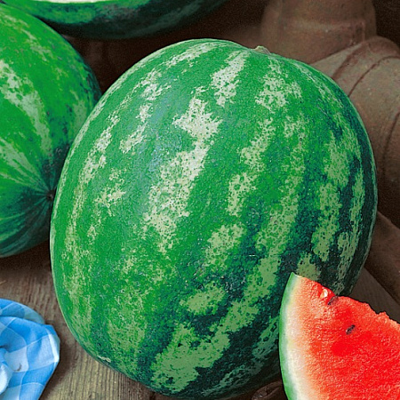 Фото Арбуз Зенит