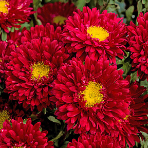 Астра Матсумото Ред